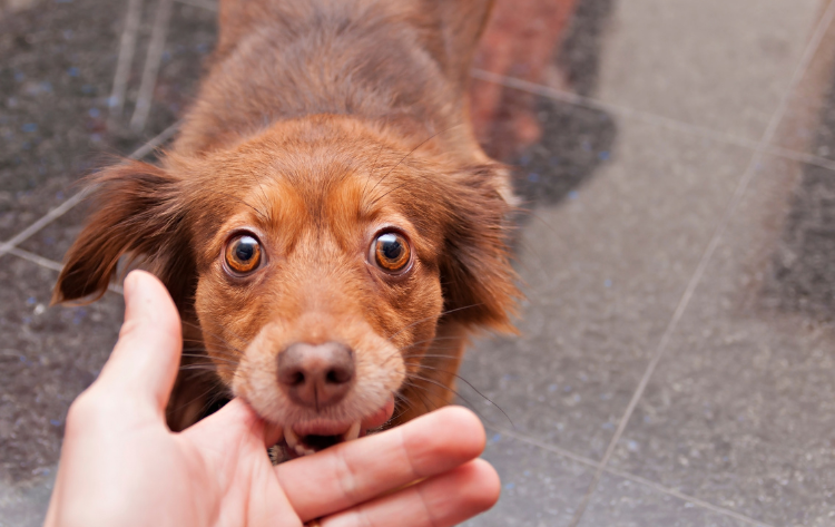 what to do if your dog bites you and breaks the skin