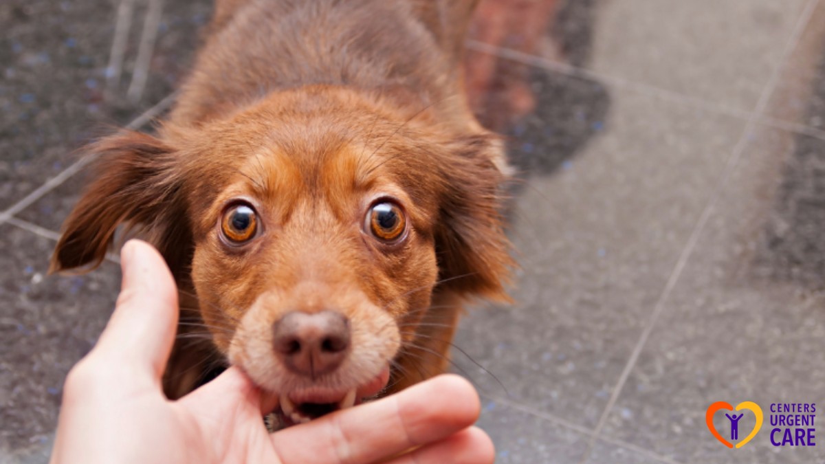 urgent care for animal bites