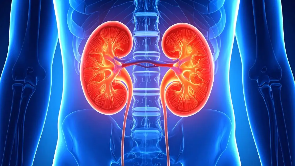 human-kidney-anatomy-illustration-showing-urinary-system-structure